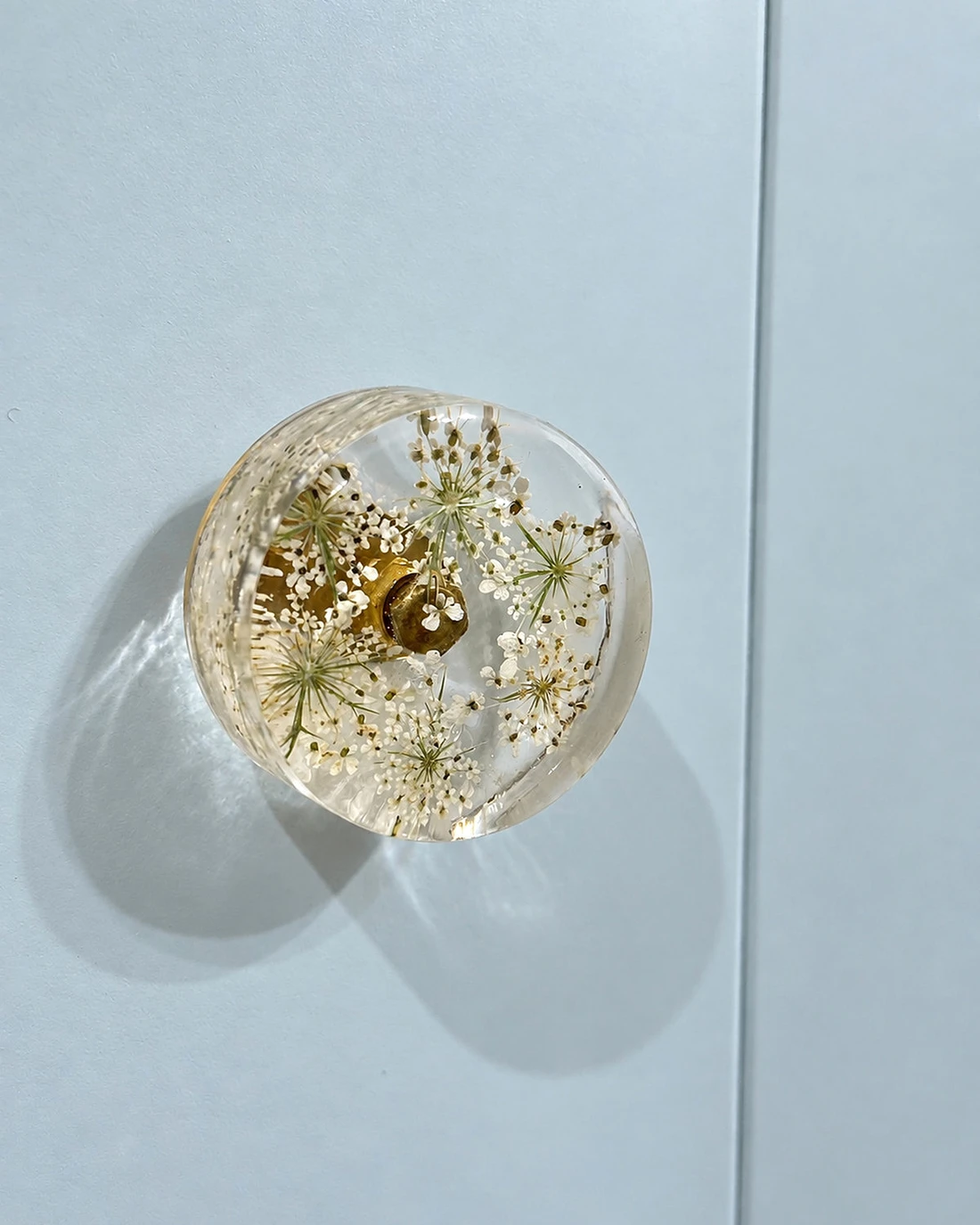 Gałka meblowa Dzika marchew (Daucus carota) · gałka przykręcona do błękitnej szafy