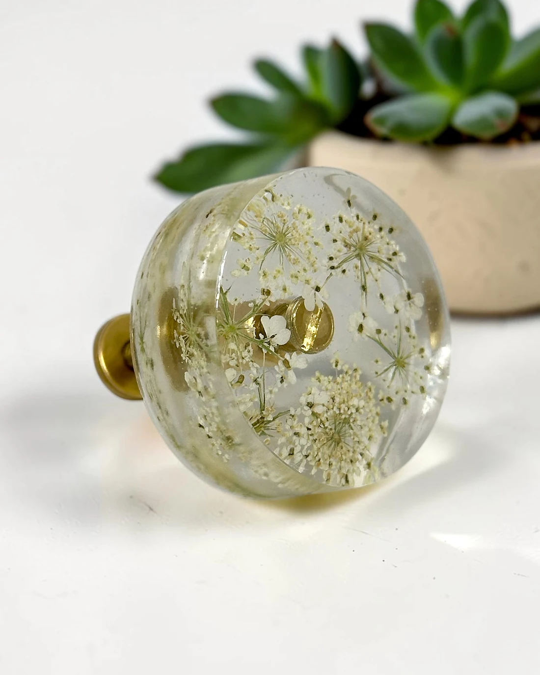 Gałka meblowa Dzika marchew (Daucus carota) · gałka pod kątem, w tle sukulent
