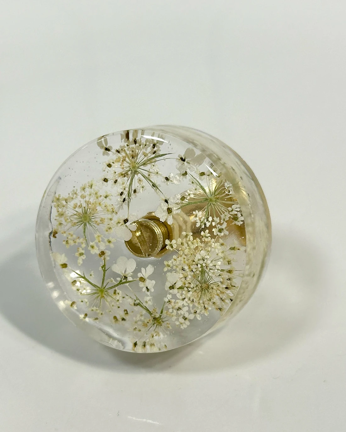 Gałka meblowa Dzika marchew (Daucus carota) · gałka licem do góry, z bliska