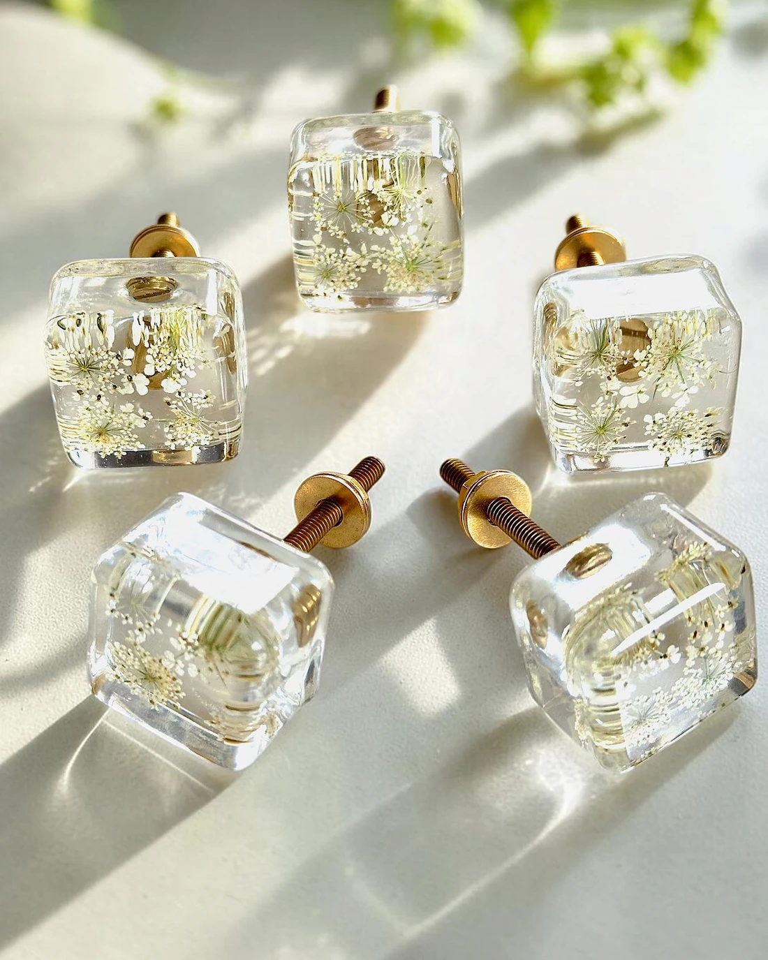 Gałka meblowa Dzika marchew (Daucus carota) · pięć gałek na białym blacie