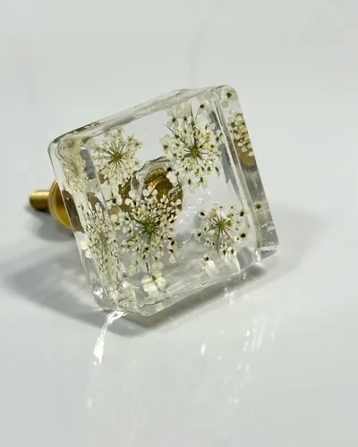 Gałka meblowa Dzika marchew (Daucus carota)