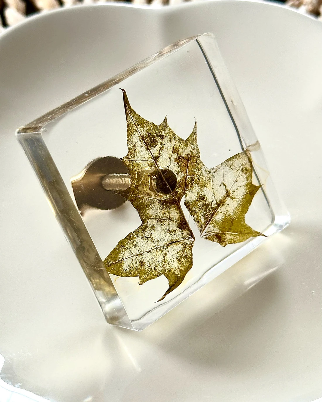 Gałka meblowa Liść klonu (Acer platanoides) · gałka pod kątem