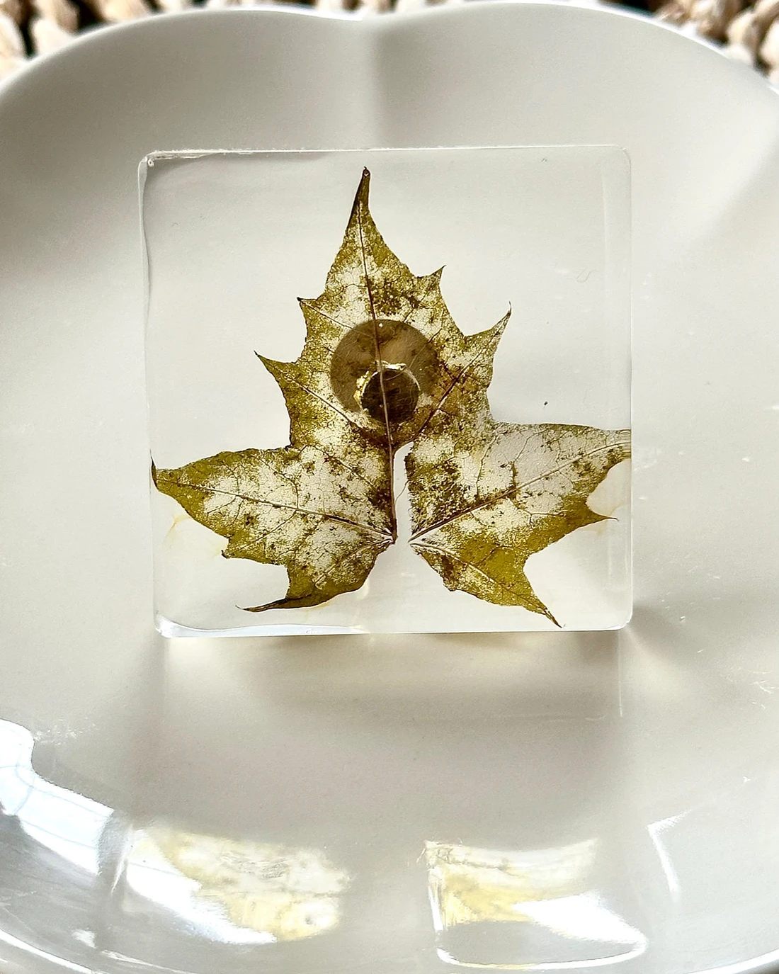 Gałka meblowa Liść klonu (Acer platanoides) · gałka licem