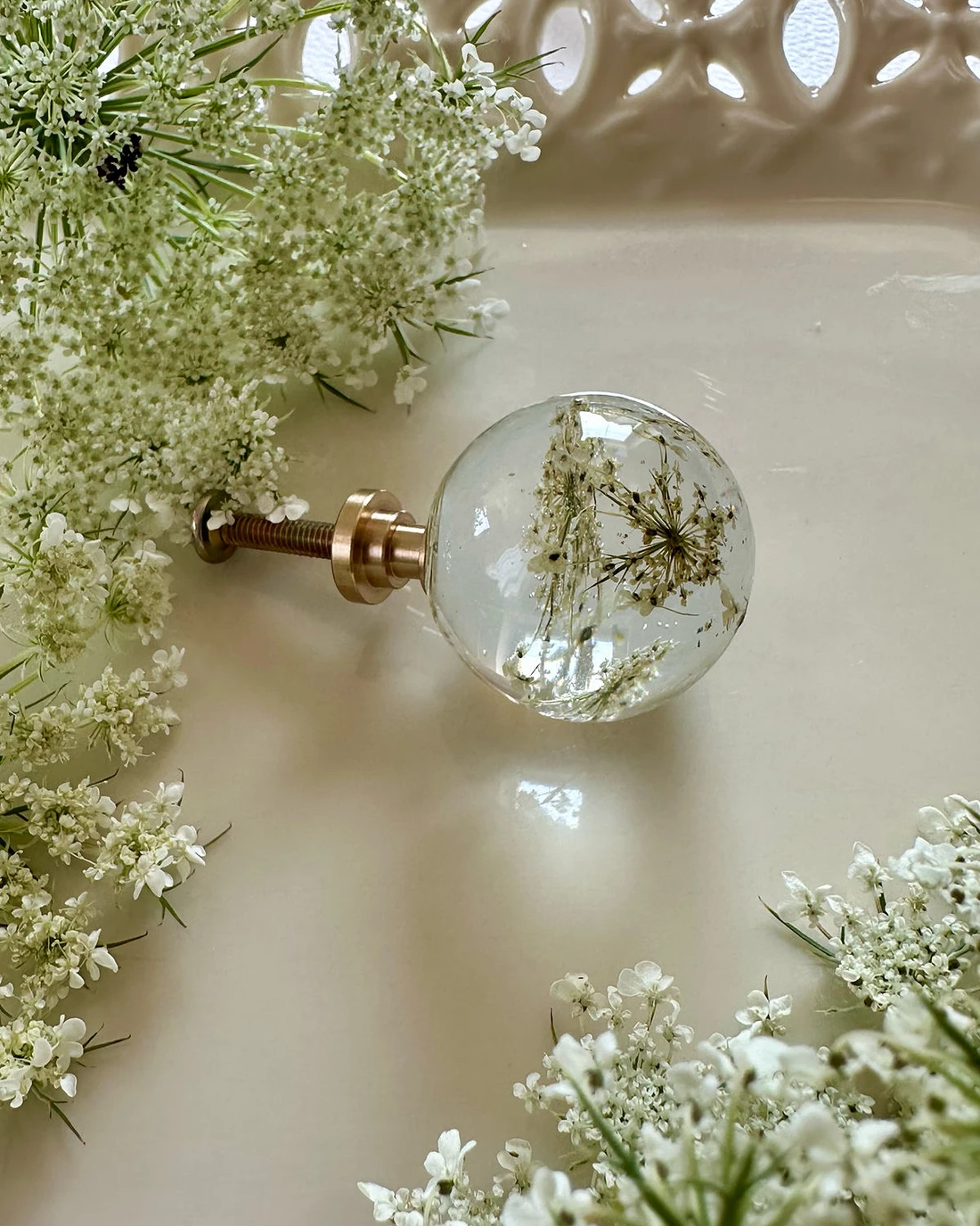 Gałka meblowa Dzika marchew (Daucus carota) · dwie gałki i świeże baldachy
