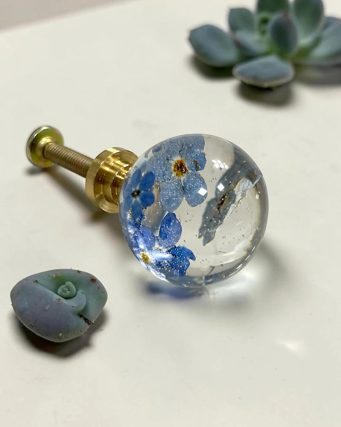 Gałka meblowa Niezapominajka (Myosotis) · gałka ze śrubą, obok sukulenty